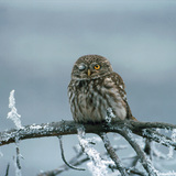 Little owl