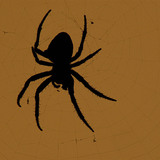 European garden spider