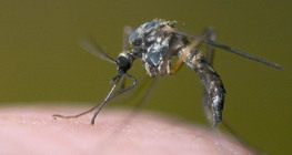 Mosquito