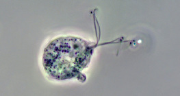 Patogen Trichomonas vaginalis (obraz kontrastu fazowego)