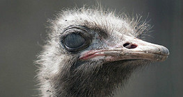 Ostrich
