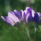 Crocus