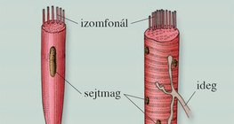 Izomsejt, izomrost