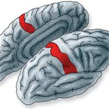 大脑皮质是处理从皮肤受体接受的信息的地方