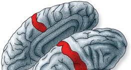 大脑皮质是处理从皮肤受体接受的信息的地方