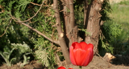 Tulipan