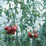 Tomato plants
