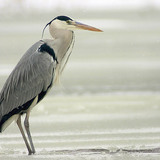 Grey heron on ice
