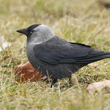 Western jackdaw