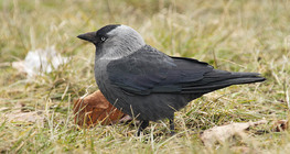 Western jackdaw