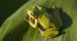 European tree frog
