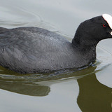 Eurasian coot