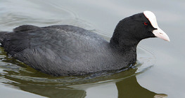 Eurasian coot