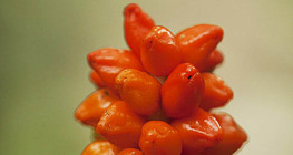 Arum berries