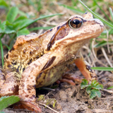 Żaba