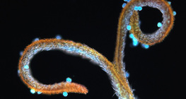 Pręcik mniszka pospolitego z pyłkiem kwiatowym