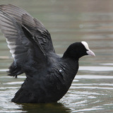 Eurasian coot