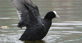 Eurasian coot