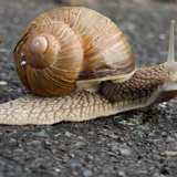 Snail