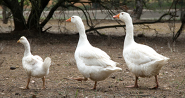 Gęsi