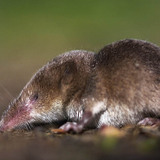 Lesser white-toothed shrew