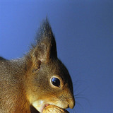 ウォールナットを食べるリス