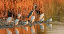 Ptaki wodne opalające się w porannym świetle słonecznym