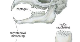 Nyúl fogazata
