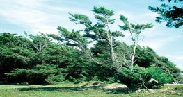 Эффект ветра, постоянно дующего в одном направлении