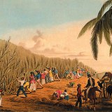 William Clark: Cięcie trzciny cukrowej, Antigua.