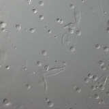 果蝇幼虫的红细胞