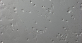 Czerwone krwinki larwy Drosophila