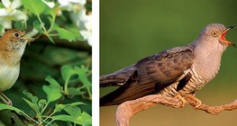 나이팅게일과 뻐꾸기