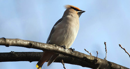 Bohemian waxwing