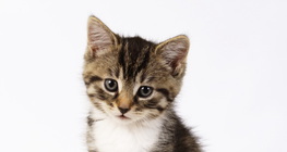 子猫