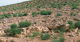 Каменистая пустыня