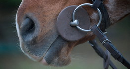 馬をかぶっている馬