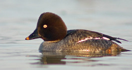 Common goldeneye