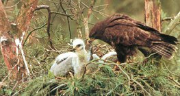 Обыкновенный канюк кормит птенцов