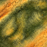 偏振光下的人类手指的皮肤褶皱