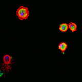 Drosophila haemocytes (stained red) devouring bacteria (stained green)