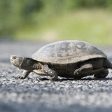 European pond turtle