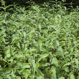 Common nettle
