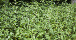 Common nettle