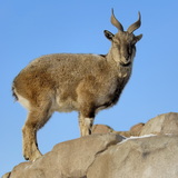 Kozica