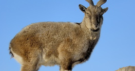 Chamois