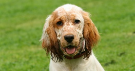 犬