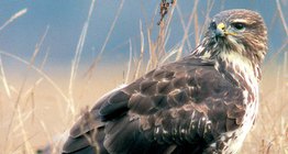 Обыкновенный канюк, или сарыч