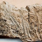 Rafa wapienna ze skamielinami