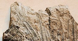 Rafa wapienna ze skamielinami